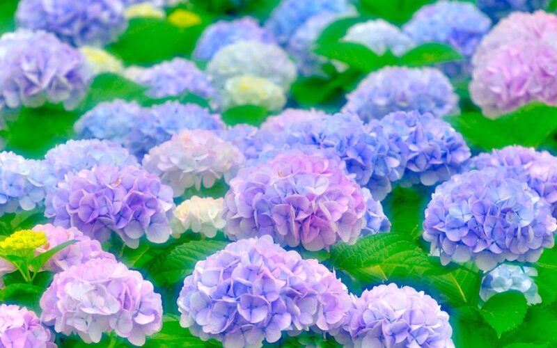 Du lịch Nhật Bản tháng 6: thời tiết, sự kiện lễ hội, đi đâu