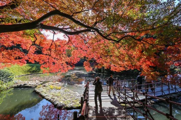 Du lịch Tokyo tháng 11